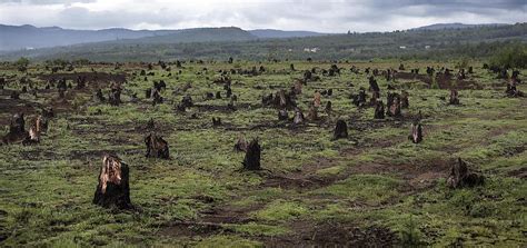 Countries With The Lowest Forested Area In The World - WorldAtlas.com