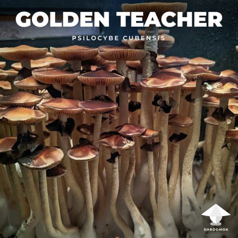 The magic of Golden Teacher mushroom