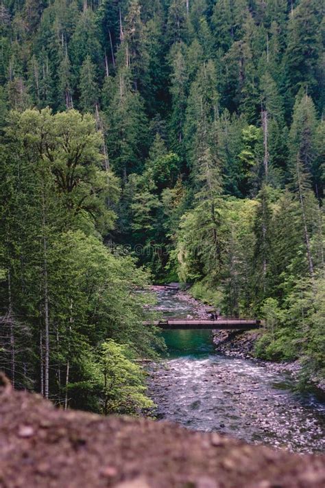 Hiking on the Olympic Peninsula Stock Image - Image of beautiful, texture: 104968741