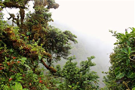 Exploring the Cloud Forest in Monteverde, Costa Rica - hungryfortravels