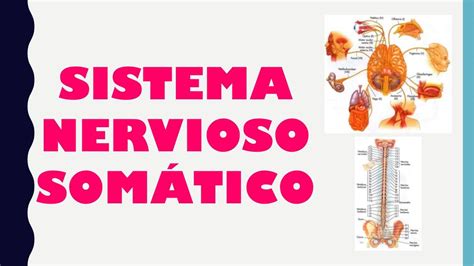 Sistema Nervioso Somático | Piero Nicasio | uDocz