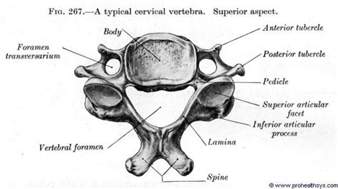 Typical Cervical Vertebra