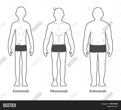 Male Body Type Chart Vector & Photo (Free Trial) | Bigstock