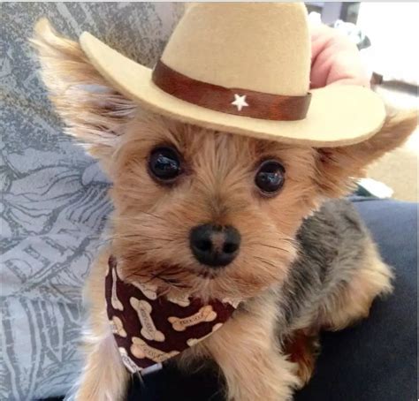 30+ Costumes That Prove Yorkies Always Win At Halloween - The Paws