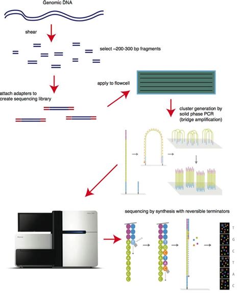 Sequencing-by-Synthesis: Explaining the Illumina Sequencing Technology ...