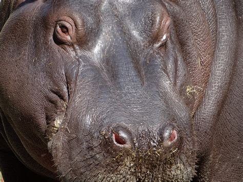 Hippo Hippopotamus Animal · Free photo on Pixabay