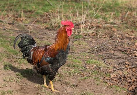 15 Best Rooster Breeds For Your Flock (With Pictures) | Chickens And More