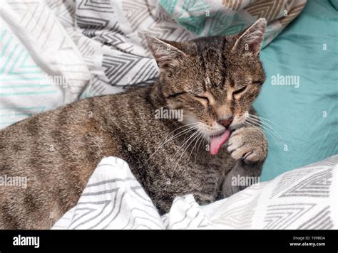 funny cat is sleeping in bed Stock Photo - Alamy