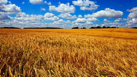 Prospects for Australian wheat exports amid the Ukraine-Russia conflict ...