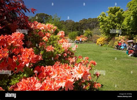 Azalea Dunedin Botanic Garden Dunedin South Island New Zealand Stock Photo - Alamy