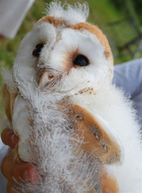 sustainable garden: baby barn owls ....