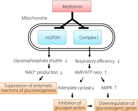 Mechanisms of metformin action: In and out of the gut - Minamii - 2018 - Journal of Diabetes ...