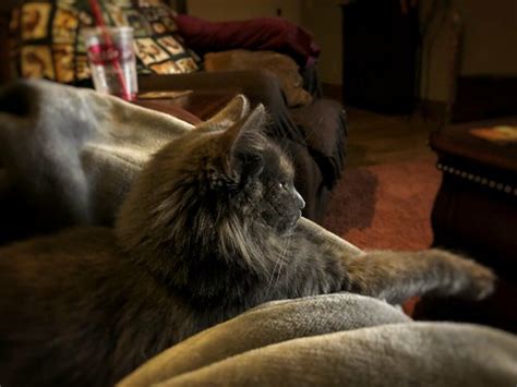 Misty watching SNL | Chris Friese | Flickr