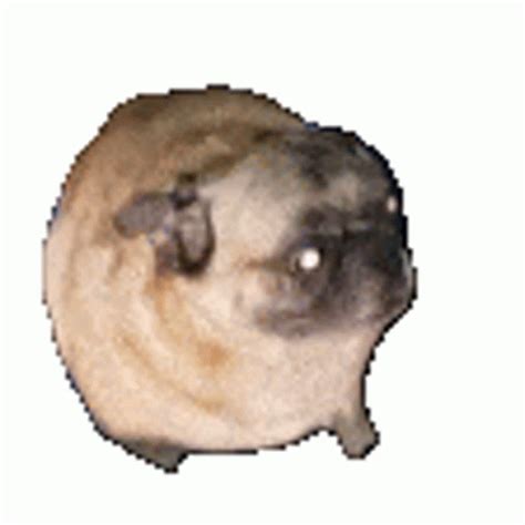 Dancing Pug Vibing Sticker - Dancing Pug Vibing - Discover & Share GIFs ...