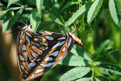 Field Notes and Photos: Gulf Fritillary: Life Cycle of a Butterfly