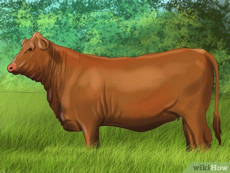 How to Identify Brangus Cattle: 9 Steps (with Pictures) - wikiHow