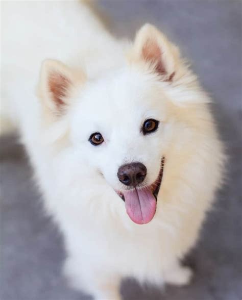 American Eskimo Dog Temperament, Puppies, Price, Breeders, etc