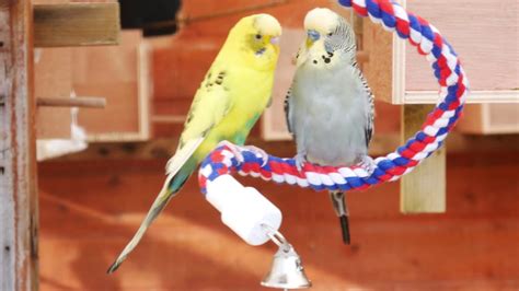 30 Minutes of Budgies - Playing, Singing and Talking - YouTube