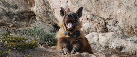 Research on Brown Hyenas - Brown Hyena Research Project