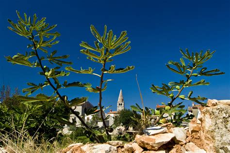 Plants of the Time of Jesus: the Fig Tree — Ray Downing