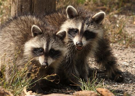 animals, Nature, Raccoons Wallpapers HD / Desktop and Mobile Backgrounds