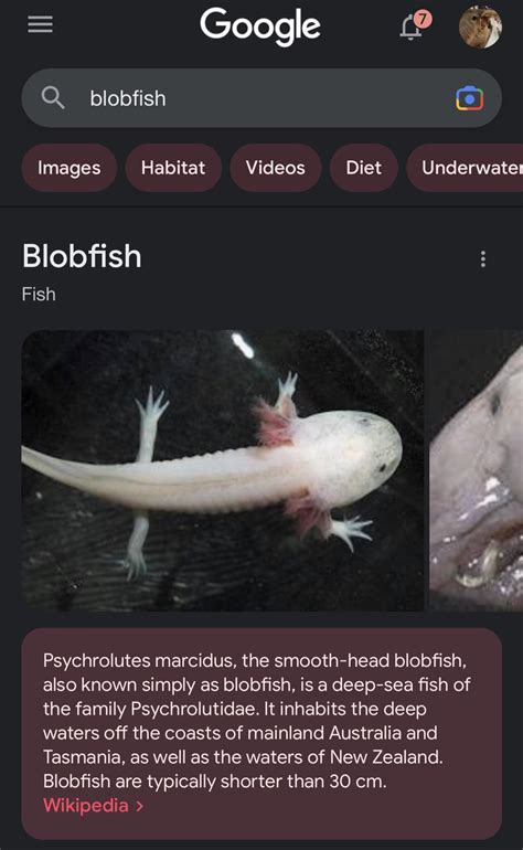 Blobfish : r/smolsolotl