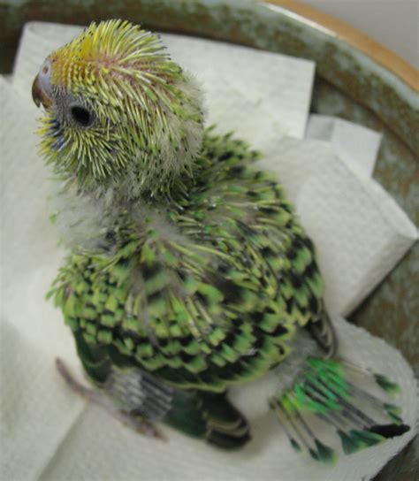 Green and prickly baby parakeet | Baby parakeets, Pretty birds, Parakeet