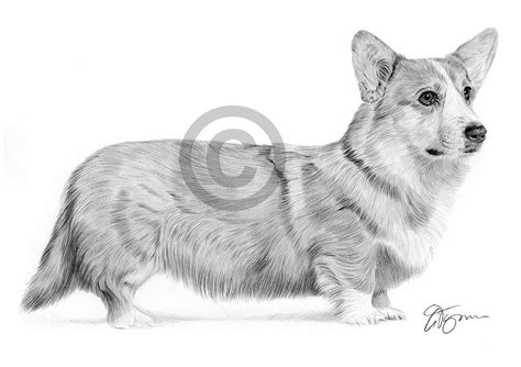 Pencil drawing of a Pembrokeshire Corgi in landscape by UK artist Gary ...