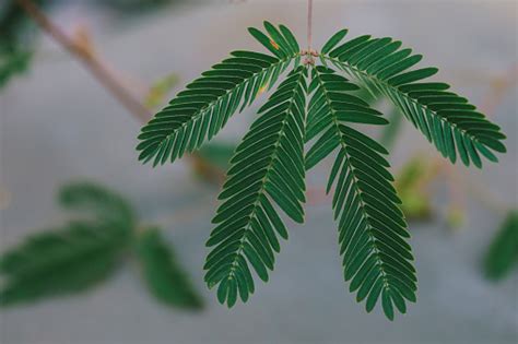 Sensitive Plant Stock Photo - Download Image Now - iStock