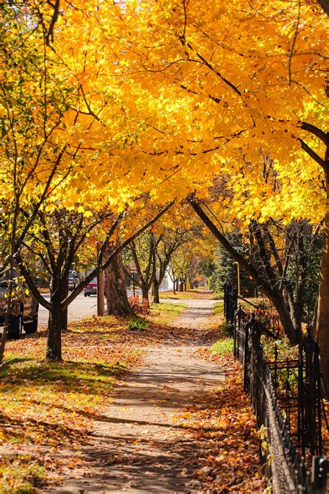 Yellow Springs, Ohio - Autumn is glorious in the Heartland. Yellow ...