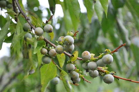 Diospyros lotus (albero di s.andrea) | Piante magiche