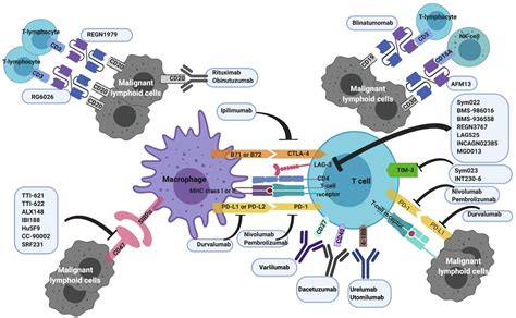 Immunotherapy in Hodgkin and non-Hodgkin lymphoma: Innate, adaptive and targeted immunological ...