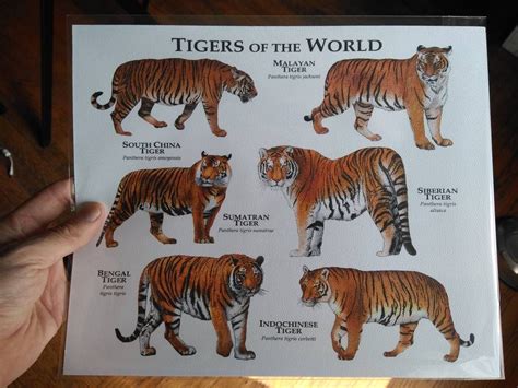 Tiger Subspecies Comparison