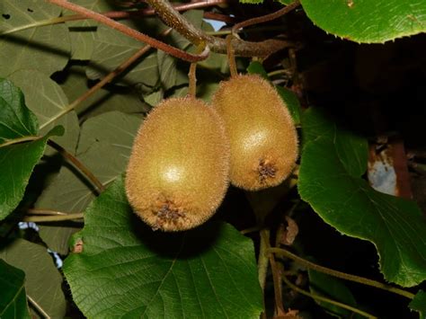 √ Kiwi Family Fruits | Mon Blog Jardinage