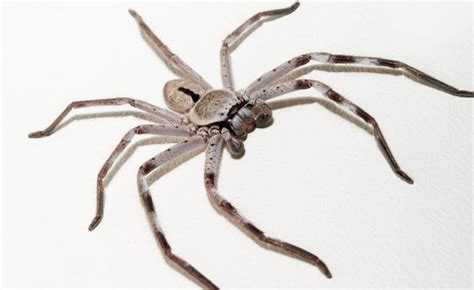 Huntsman spider (Sparassidae family) Page 1 of 0 - Australia - Professional Pest Manager