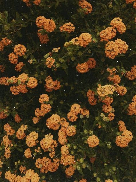 Download Tiny Orange Vintage Flower Aesthetic Wallpaper | Wallpapers.com