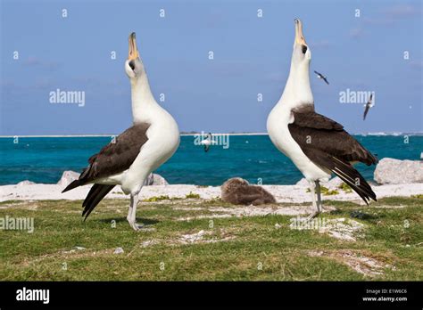 Laysan albatross (Phoebastria immutabilis) courtship Sand Island Midway ...