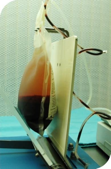 Blood Transfusion in Dogs | Clinician's Brief