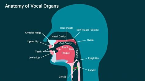 Mastering Glottal Sounds in Children: A Parent's Guide