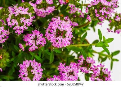 Satureja Hortensis Plant Flowering Summer Savory Stock Photo 628858949 ...