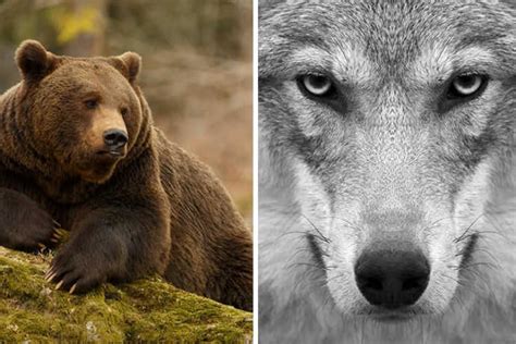 Wild Ireland Donegal: See Brown Bears + Wolves