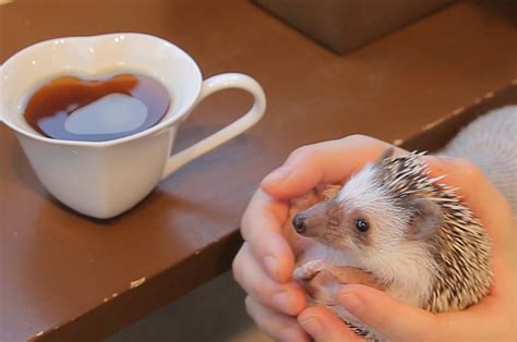 This Hedgehog Cafe In Tokyo Is The Cutest Thing You'll See All Day