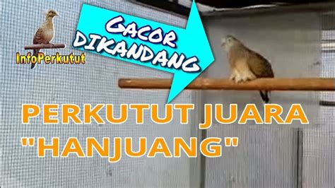 HANJUANG | Suara Burung Perkutut Juara Indonesia - YouTube