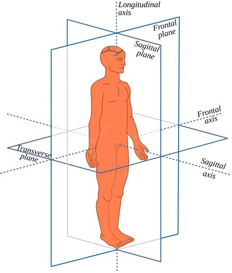 Premium Vector | Anatomical planes and axes in a human