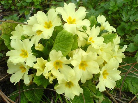 Primula - Wikispecies