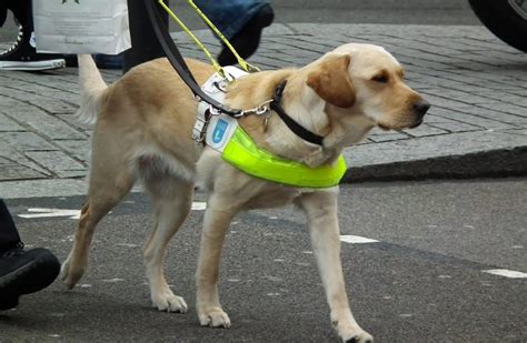 Charity issues warning to Gedling borough dog owners over attacks on guide dogs - Gedling Eye