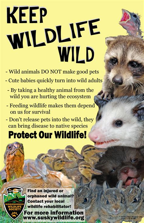 Wildlife Awareness Posters | Susquehannock Wildlife Society