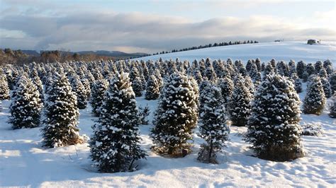 The Rocks Christmas Tree Farm - Bethlehem, NH 03574