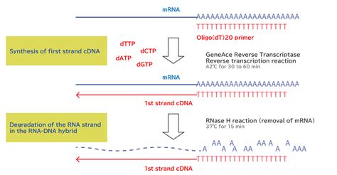 [NIPPON GENE] GeneAce cDNA Synthesis Kit | [Life Science]Products ...