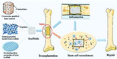 Stem cell recruitment based on scaffold features for bone tissue engineering - Biomaterials ...